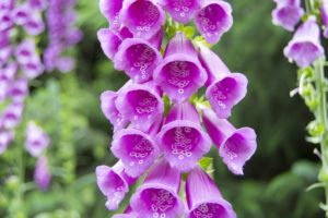 Digitalis purpurea (Scrophularineae) — Naparstnica purpurowa