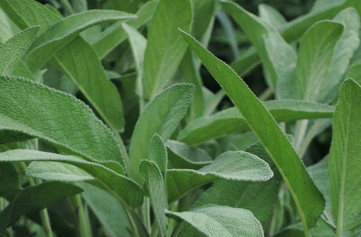 rumianek czy szałwia - co wybrać